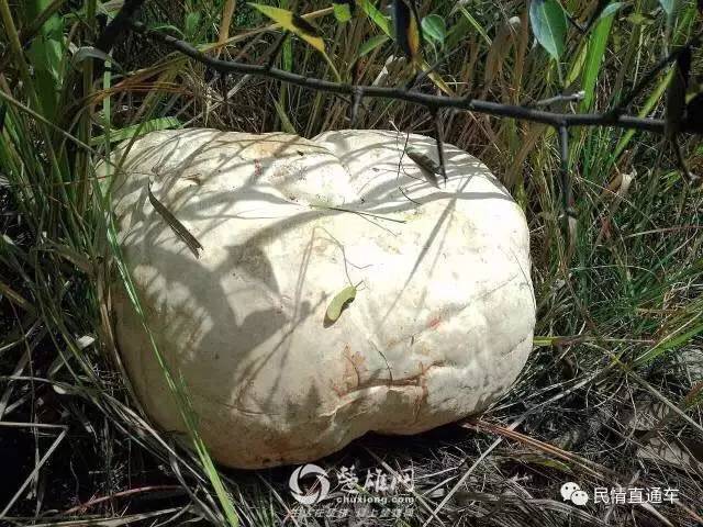08公斤"马皮泡"野生菌,堪称菌中巨无霸,能吃吗?