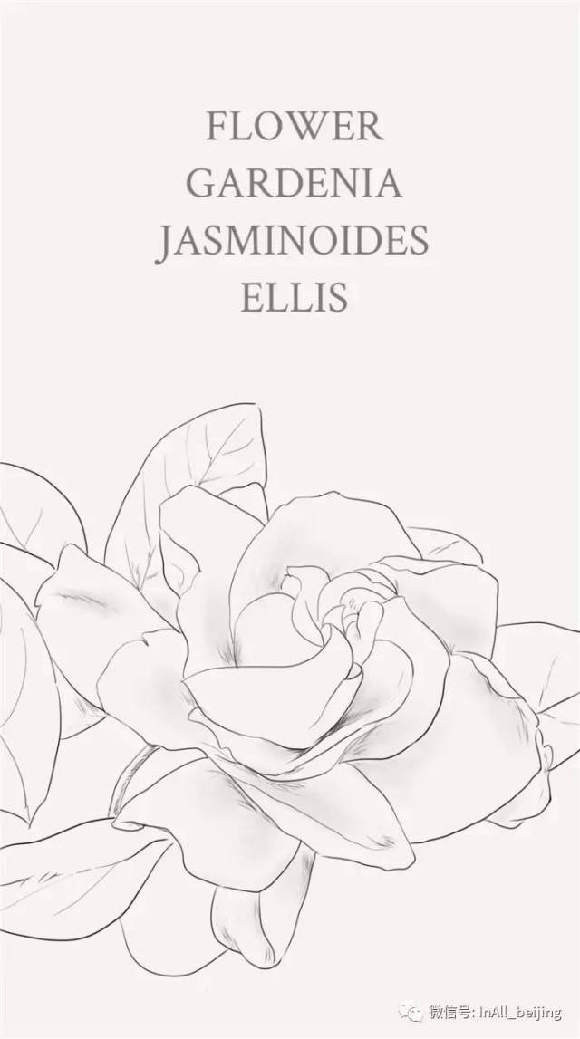 栀子花:gardenia jasminoides ellis.花语:坚强,永恒的爱,一生的守候.