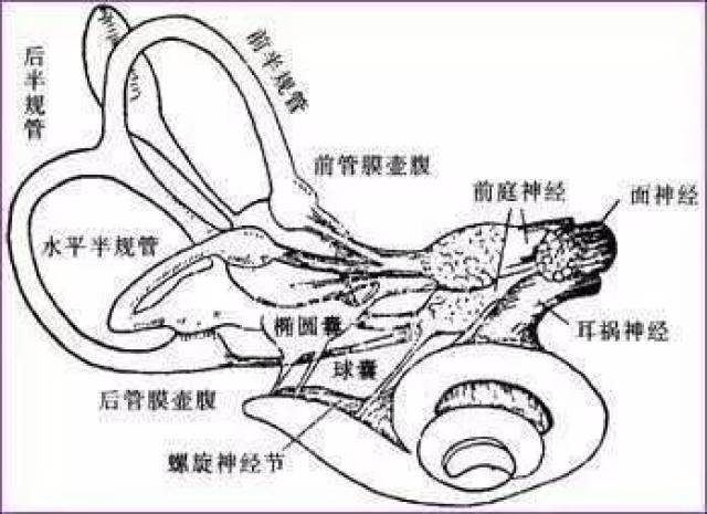 半规管膜和2个耳石器官:椭圆囊,球囊; 三, (1)外周前庭系统: ①骨迷路