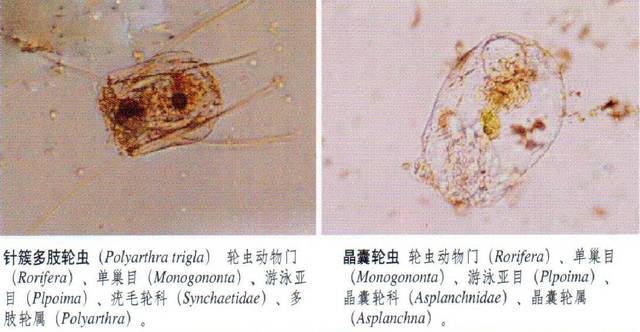 特别推送:常见浮游动物图谱