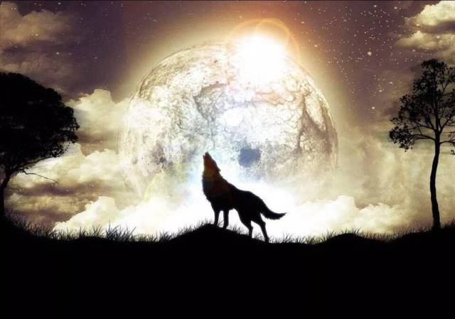 按祖宗的说法,猎人身上有杀气,到哪儿,哪儿的狼就知道.这是天性.