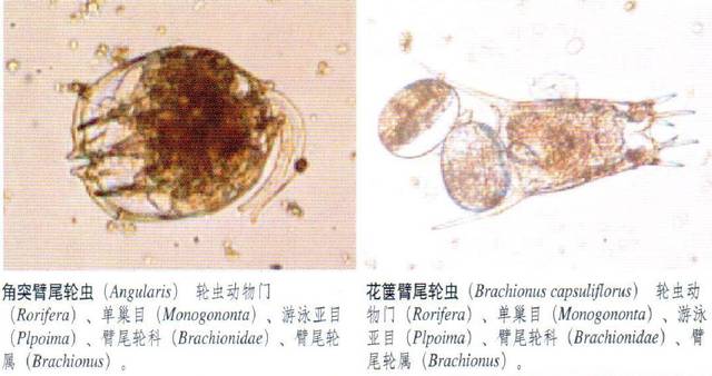 特别推送:常见浮游动物图谱