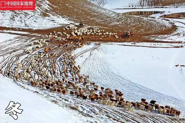 牧场和四时转场的传统习惯,家住塔城的摄影师贺振平多年跟踪这条牧道