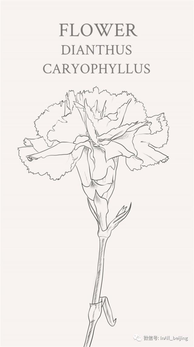 康乃馨,原名:香石竹,英文名:dianthus caryophyllus.