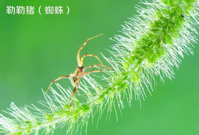 威海十大神兽,只有老威海人才见过!集齐可召唤神龙