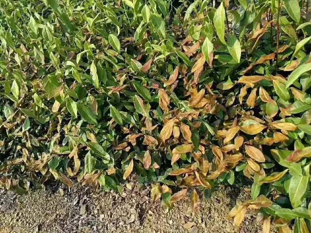 四川大面积茶树在持续高温下,都出现了叶片灼伤,发黄的情况.