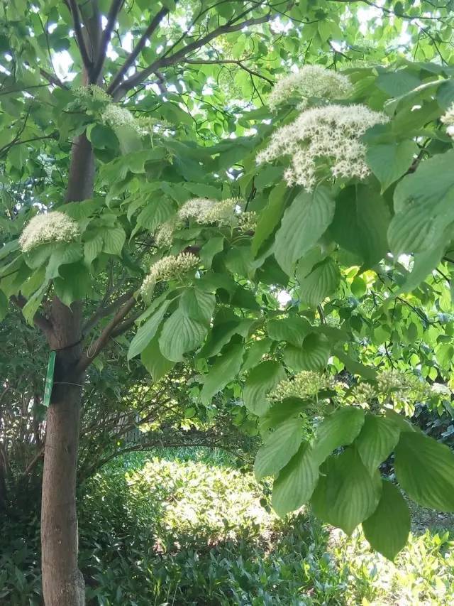 花现每一天【灯台树】