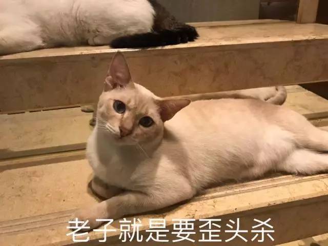 猫猫表情包大赛 全成都最可爱的猫都在这儿了