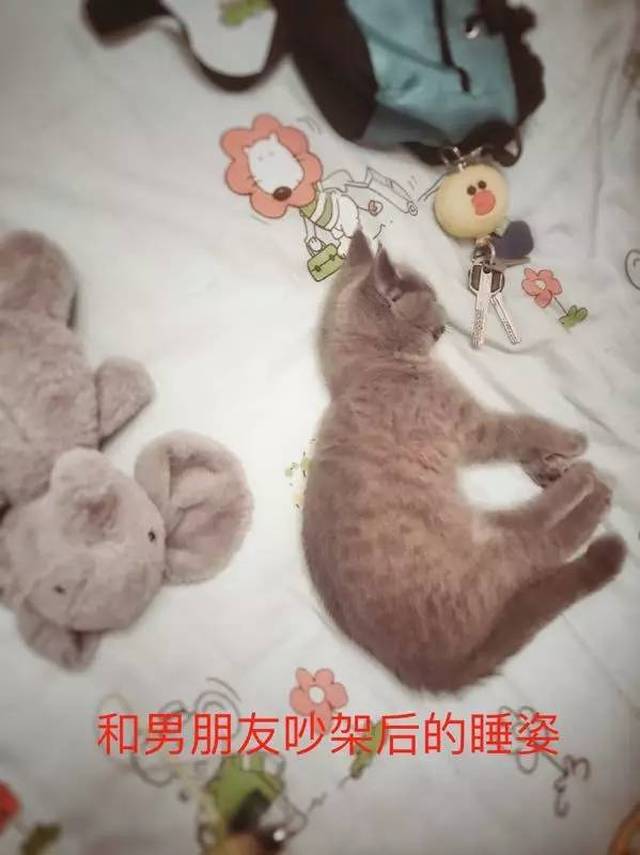 猫猫表情包大赛 全成都最可爱的猫都在这儿了