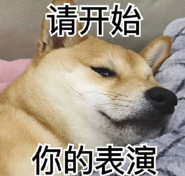 今天的又一拨儿柴犬表情包来袭,拿走不谢