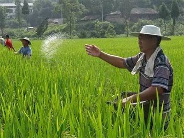 水稻施肥要点 在施用有机肥基础上,施足底肥.