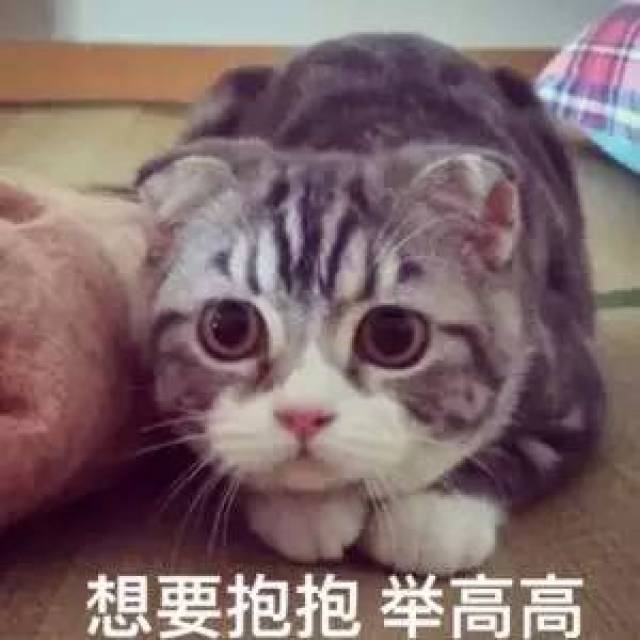 猫猫表情包大赛 | 全成都最可爱的猫都在这儿了