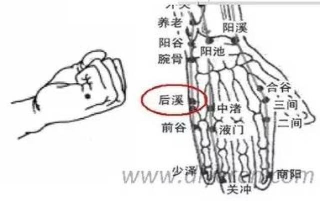 外劳宫在手背侧,又称落枕穴,第2,3掌骨之间,掌指关节后0.5寸(指寸).