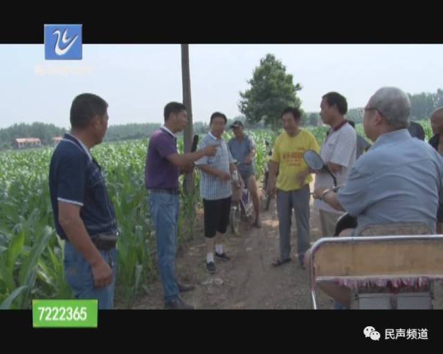 申桥乡赵楼村:谁动了我们的玉米