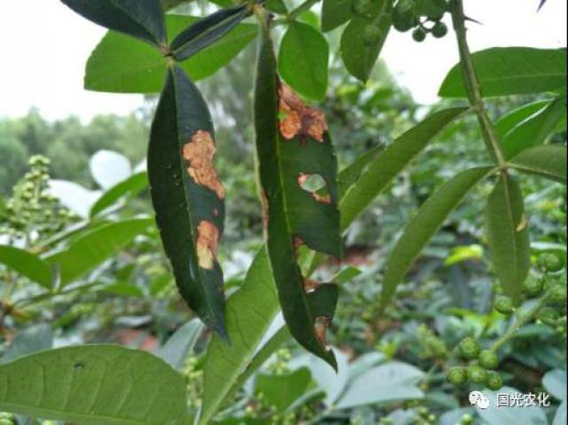 啃食花椒叶片背面形成凹陷,危害叶片正面表皮焦枯;啃食枝条皮层形成斑