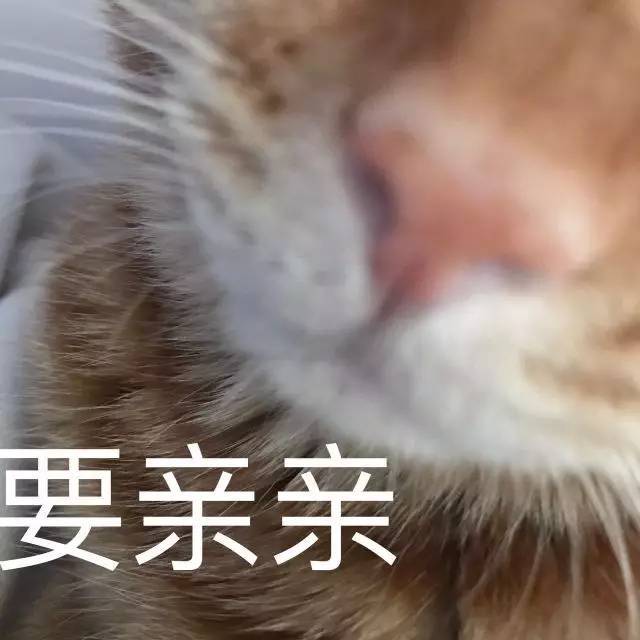 猫猫表情包大赛 全成都最可爱的猫都在这儿了