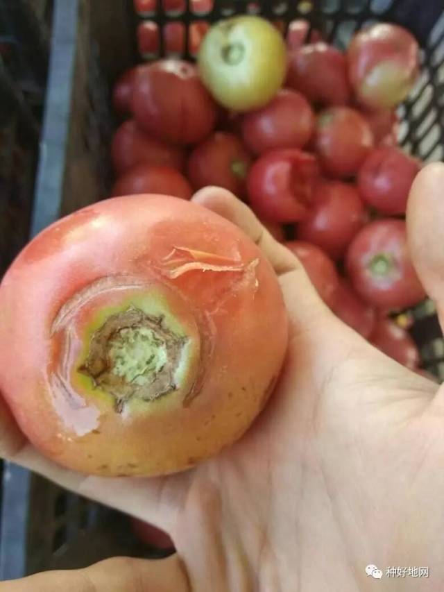 【作物】番茄 【今日问题】田里不发生 ,装框后两天发生腐烂,有腐烂