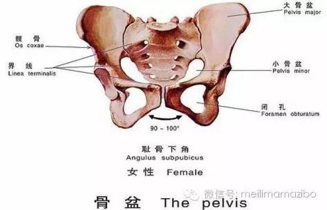 骨盆pelvis由骶骨,尾骨和左右两块髋骨及其韧带连结而成.