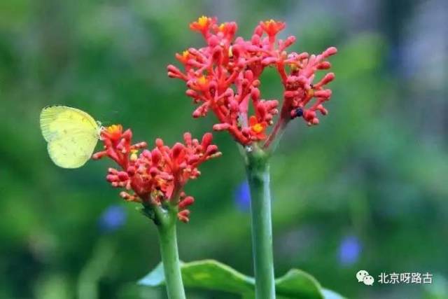 长的像珊瑚的花是什么花?