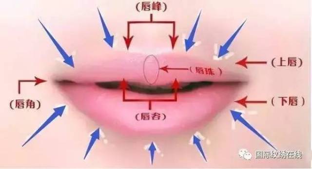 唇部入门技巧:唇型分类,唇形设计,唇线操作,唇线感染处理