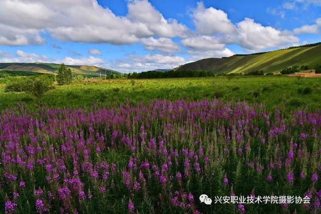 柳兰花开满-阿尔山