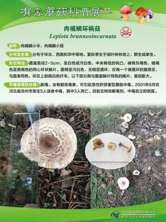 用流量也要看:有毒蘑菇科普,谨防中毒.请扩散!