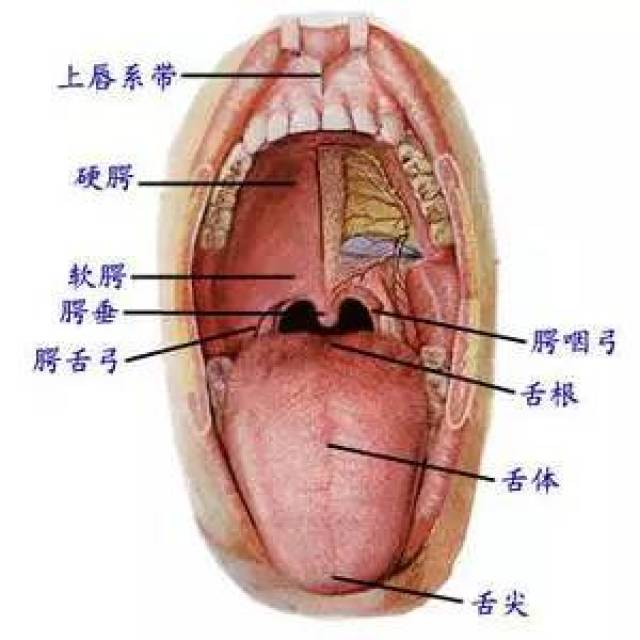 这个知识有点冷 原来舌头也可以"看"东西