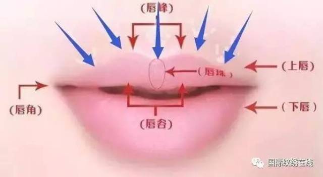 唇部入门技巧:唇型分类,唇形设计,唇线操作,唇线感染处理