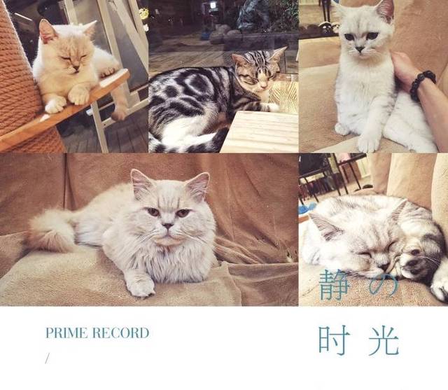 这5家猫咪咖啡厅千万别乱进!因为