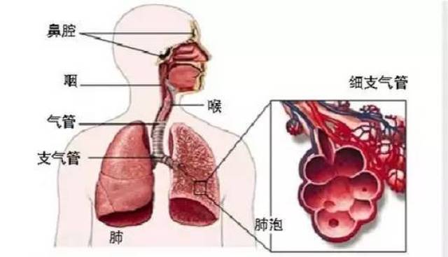 从"左肝右肺"看中国文化的博,大,精,深
