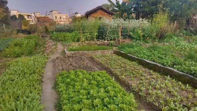 一放学就会去菜园子帮妈浇水翻土,家里吃的蔬菜都是一块块土地里自己
