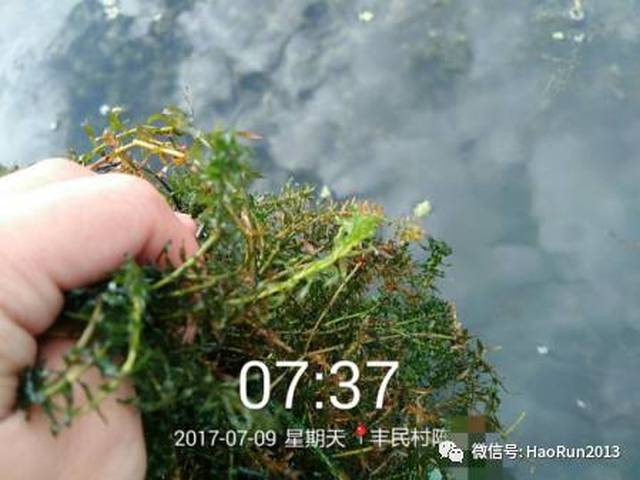 【案例分享】救草英雄——草救星