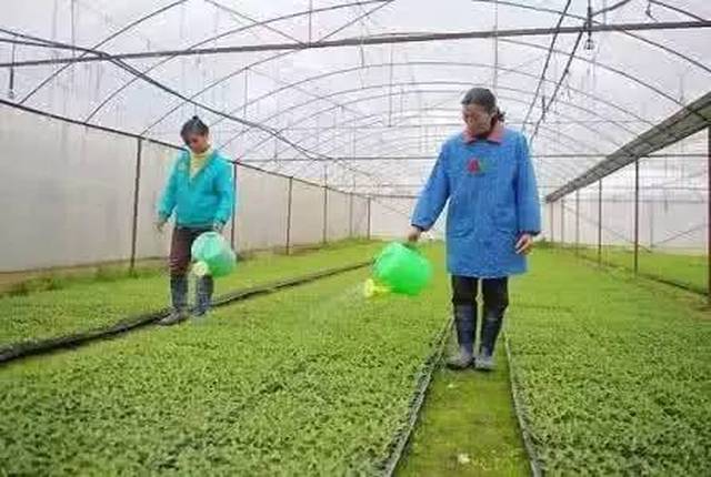 梅雨季节蔬菜生产管理建议