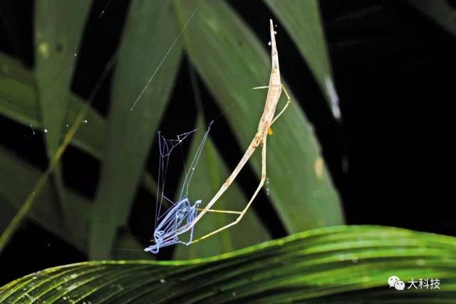 流星锤蜘蛛会分泌一根特殊的蜘蛛丝,蜘蛛丝的一端有一个像流星锤的粘