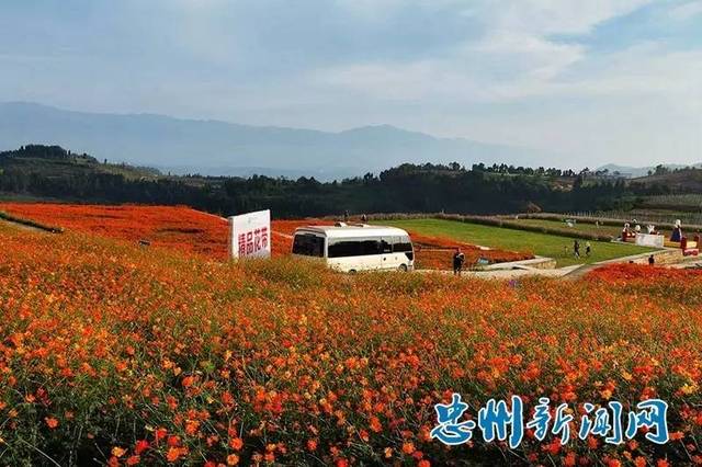 天子山花卉园的万寿菊,百日草,向日葵等鲜花竞相开放,每天花海中游人