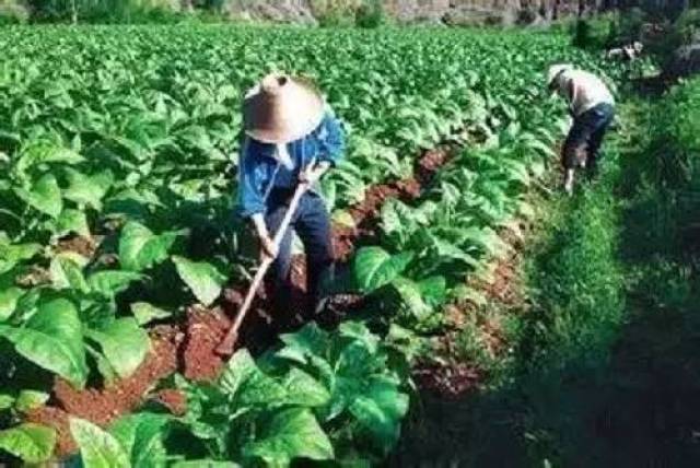 犁地深一寸,等于上层粪 犁地要见死土,耙地要见扑土 耩地要见湿土.