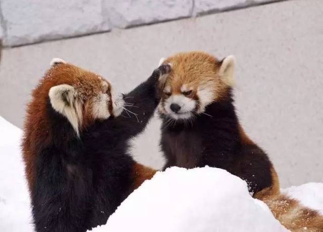 一遇到危险就张开双手的小熊猫,你真的不是在卖萌吗?