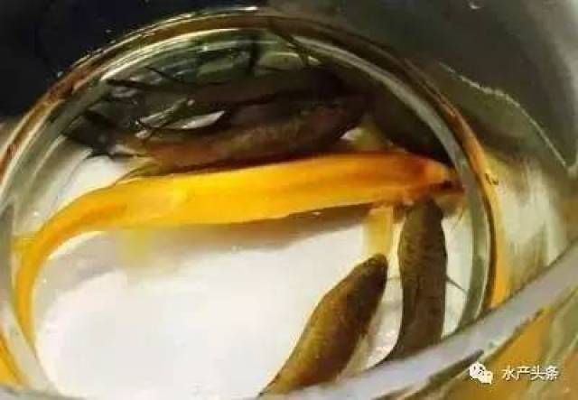 台鳅新品种——黄金泥鳅,或将打破台鳅微利时代