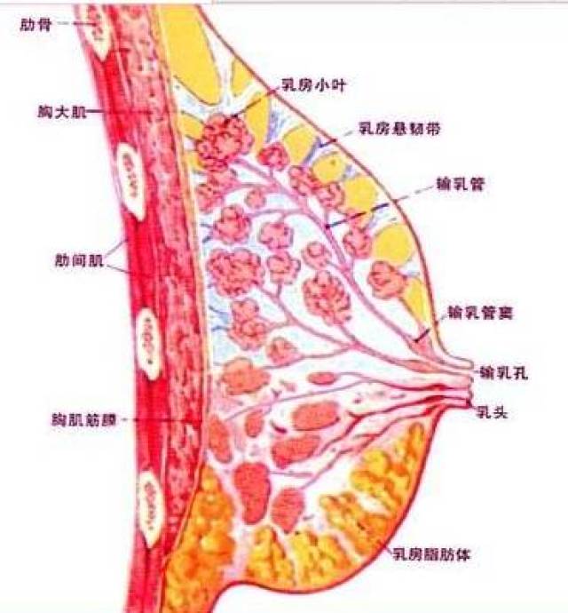 其本质上是一种生理增生造成的乳腺结构的紊乱.