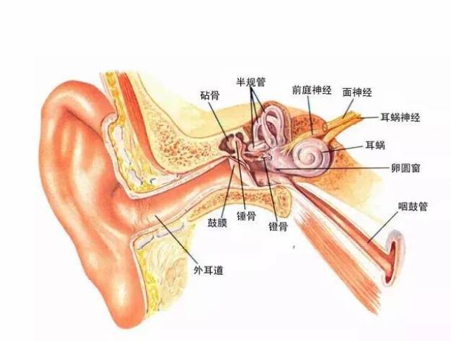 看一下耳朵的结构,你会发现外耳道就像一根弯曲的管子从耳膜能向大脑