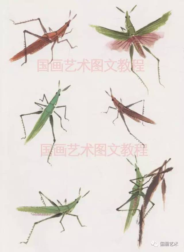 蝗虫 蝗虫又称蚂蚱,体型较粗壮,善跳跃,能飞翔.头较大,触须短.