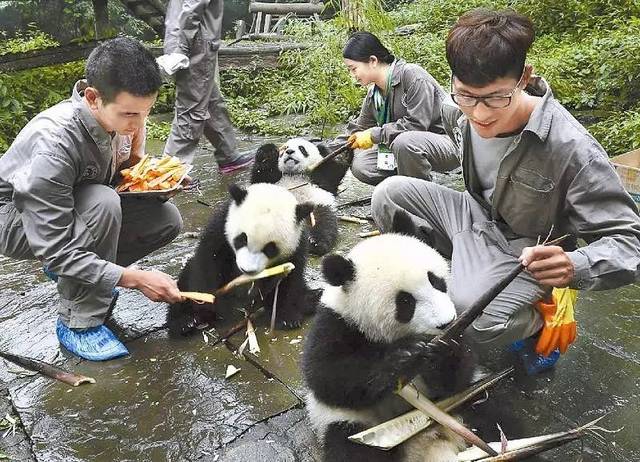 志愿者给熊猫宝宝喂食 . 那么 国际志愿者项目会花很多钱吗?