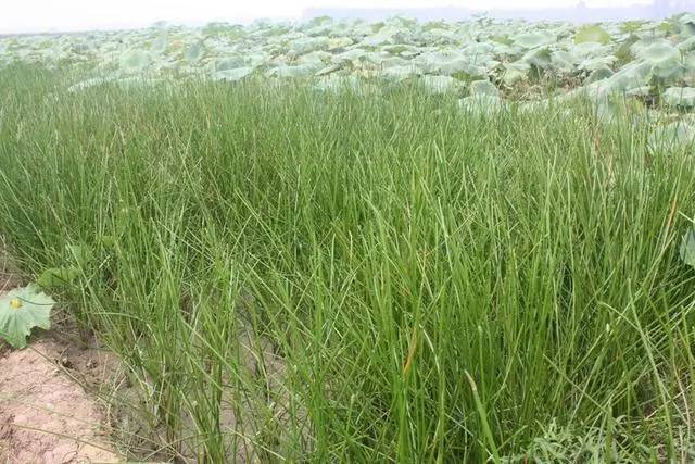 在我们那下半年主要种水稻,最让农民头疼的是地里的杂草,野荸荠("地