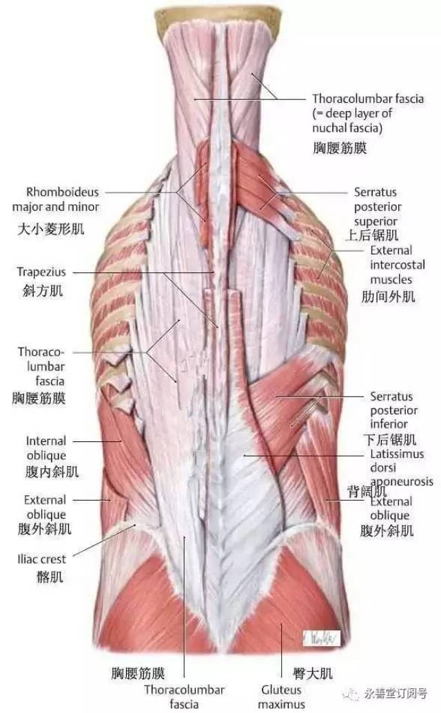 背部及上后锯肌