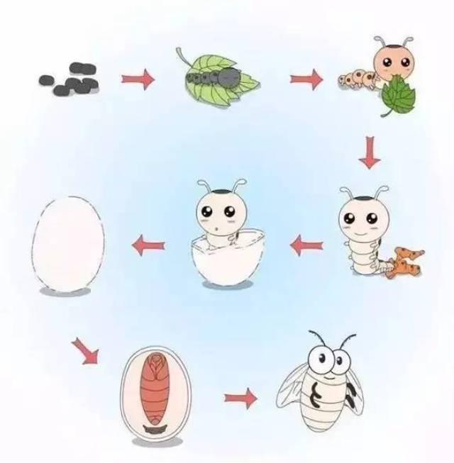 这个养蚕的过程,大多数人都是知道的.但是吃蚕蛹的人就少了.
