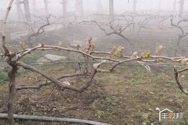 植物生长调节剂(五:脱落酸aba