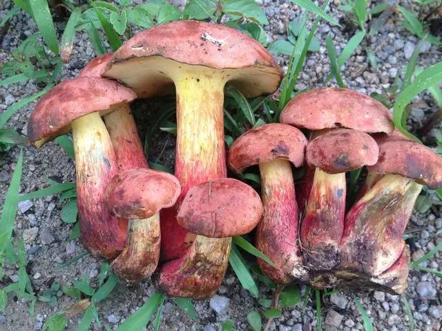 山珍野味,保山人常吃的野生菌有哪些?