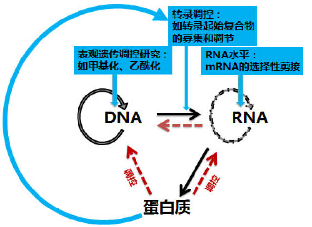 资讯中心 > 正文  是逆转录酶和脱氧核糖核苷酸.