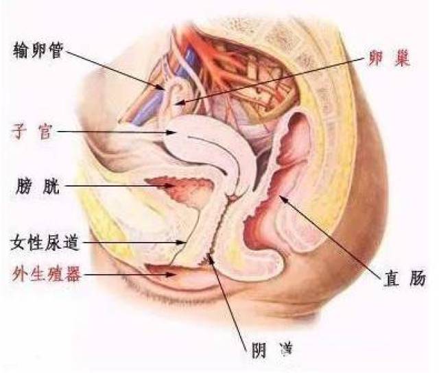 月经流出一团黑血……是什么情况?