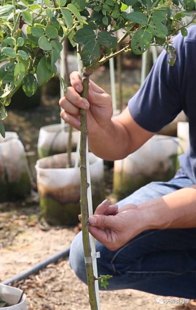 嫁接点 因此修剪砧木的要领就是—嫁接点以下的芽点全部剪除